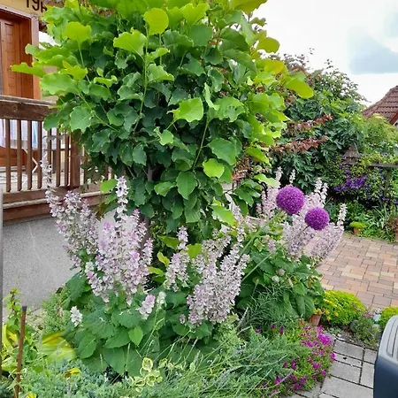 Harmonia Vendeghaz 100 Meterre Az Igali Gyogyfuerdotol *