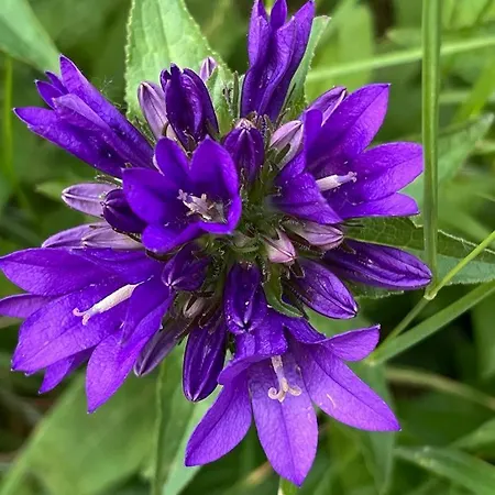 Harmonia Vendeghaz 100 Meterre Az Igali Gyogyfuerdotol * إيغال