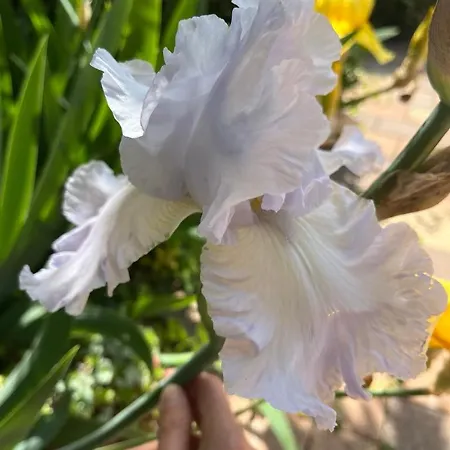 Harmonia Vendeghaz 100 Meterre Az Igali Gyogyfuerdotol