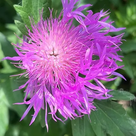 Harmonia Vendeghaz 100 Meterre Az Igali Gyogyfuerdotol شقة إيغال